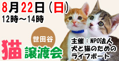 8月22日日曜日に世田谷で猫の譲渡会開催
