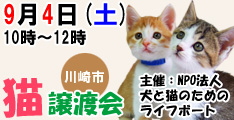 9月4日土曜日に川崎市で猫の譲渡会開催