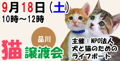 9月18日土曜日に品川区で猫の譲渡会開催