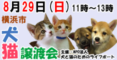 8月29日日曜日に横浜市で犬と猫の譲渡会開催
